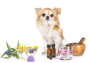 Homöopathie für Tiere